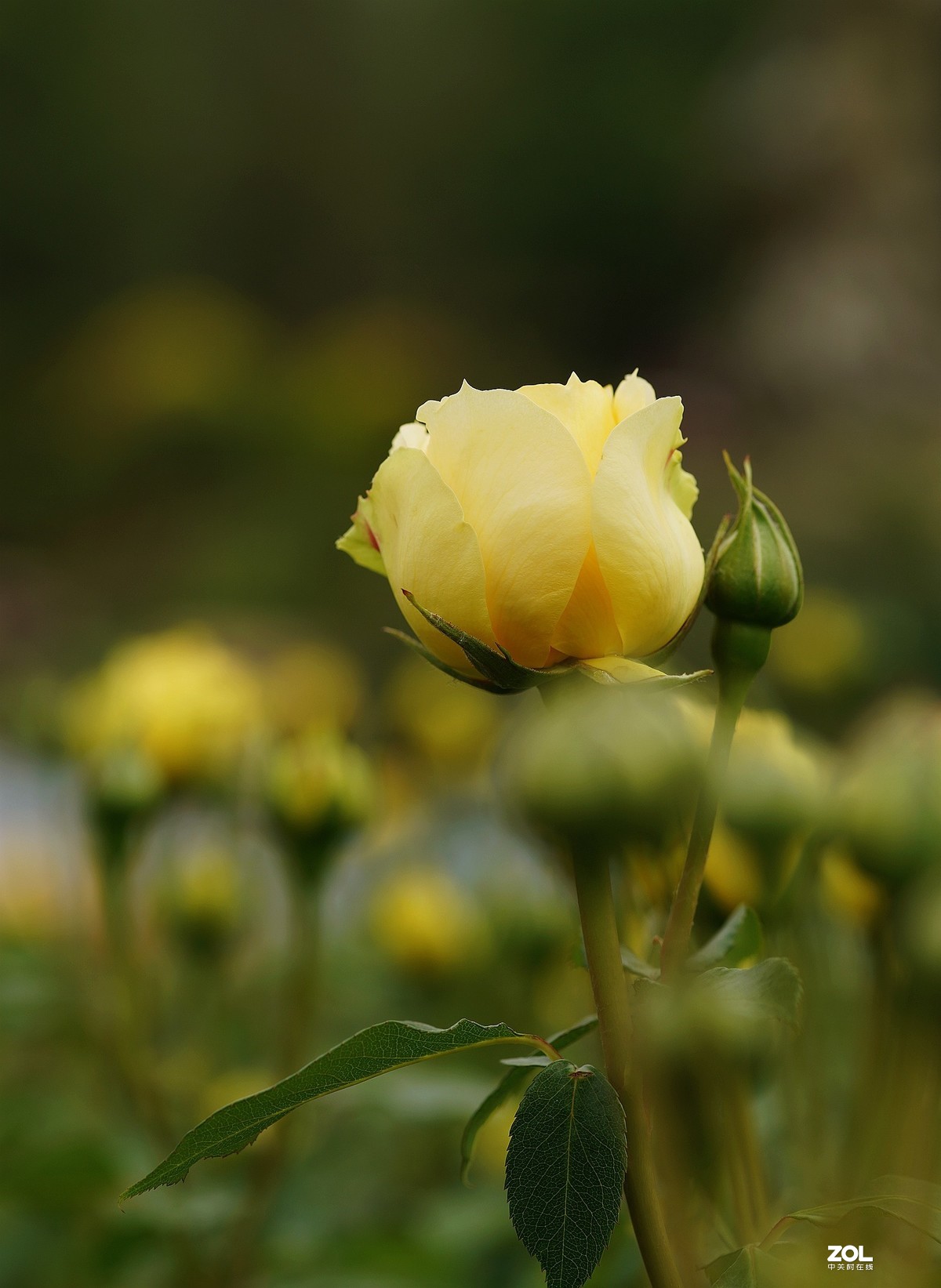 五一节日---月季花