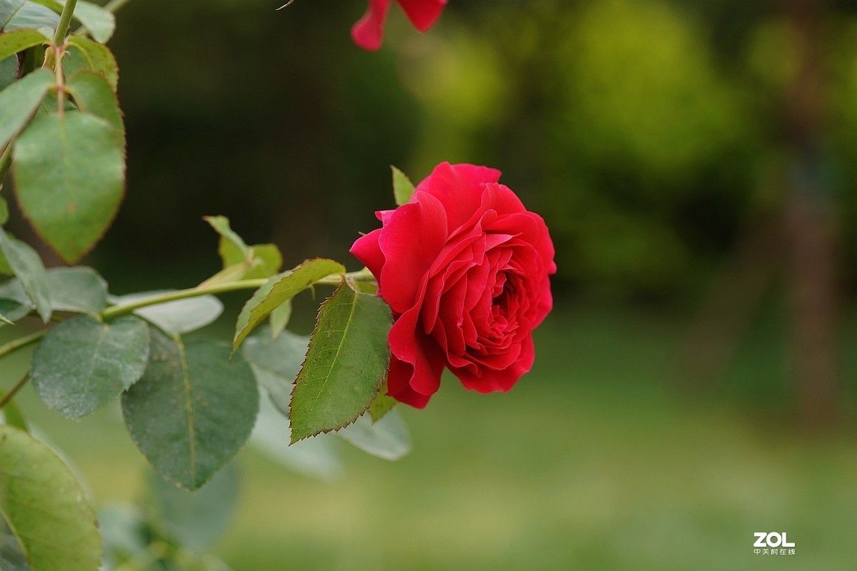 五一节日---月季花