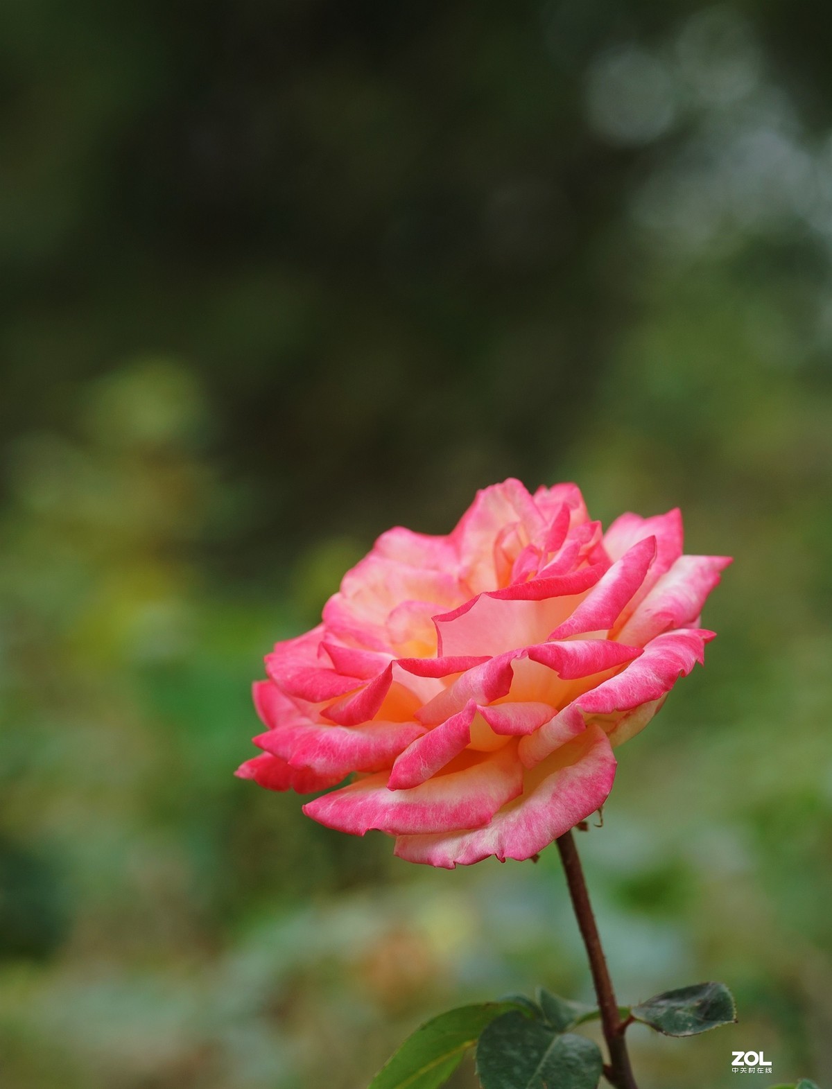 五一节日---月季花