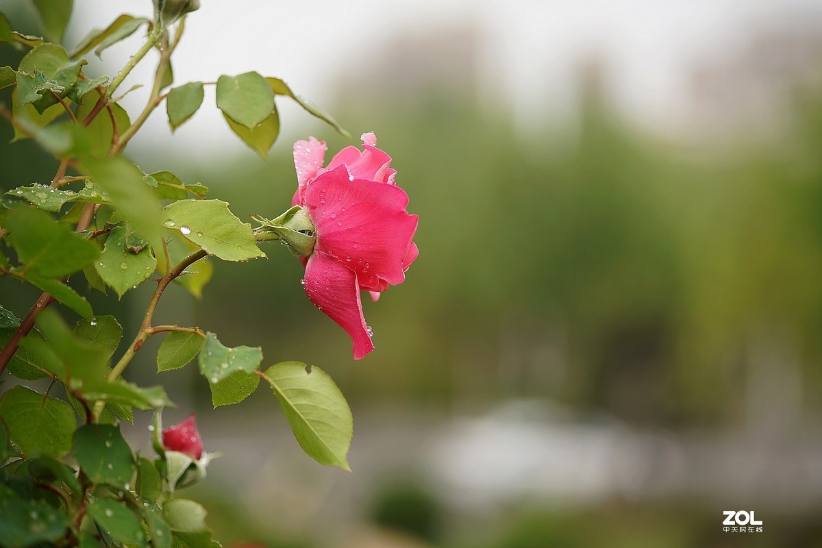 五一节日---月季花
