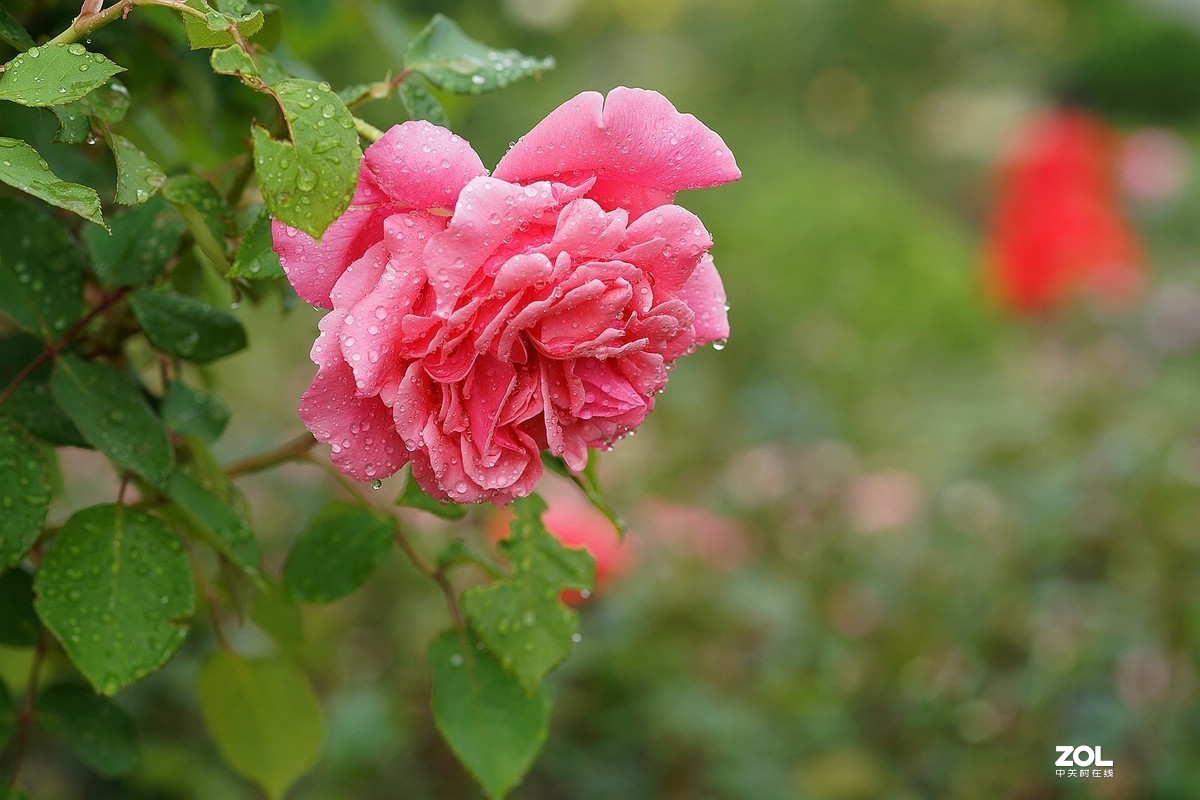 五一节日---月季花