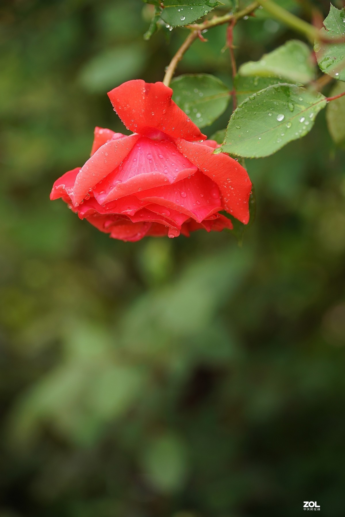 五一节日---月季花