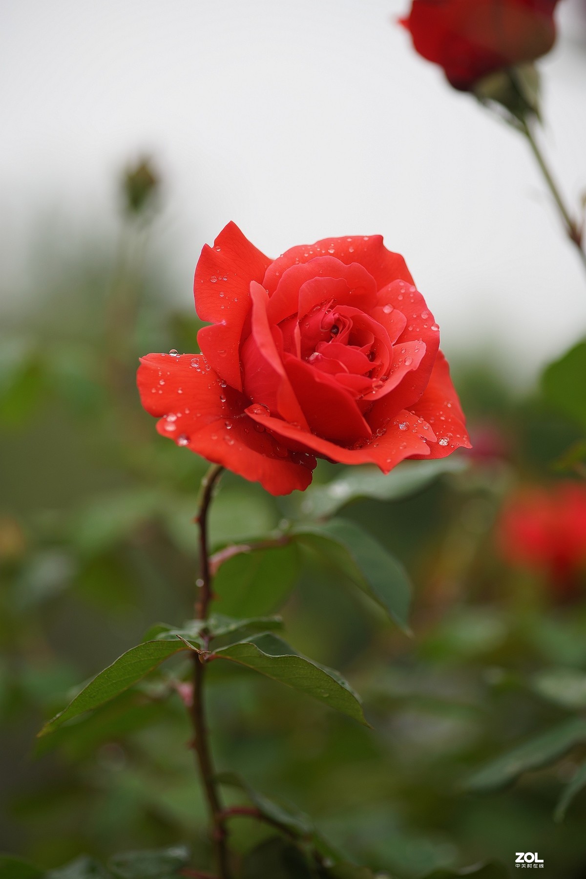 五一节日---月季花