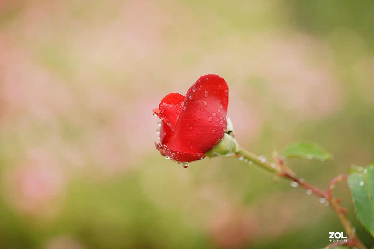 五一节日---月季花
