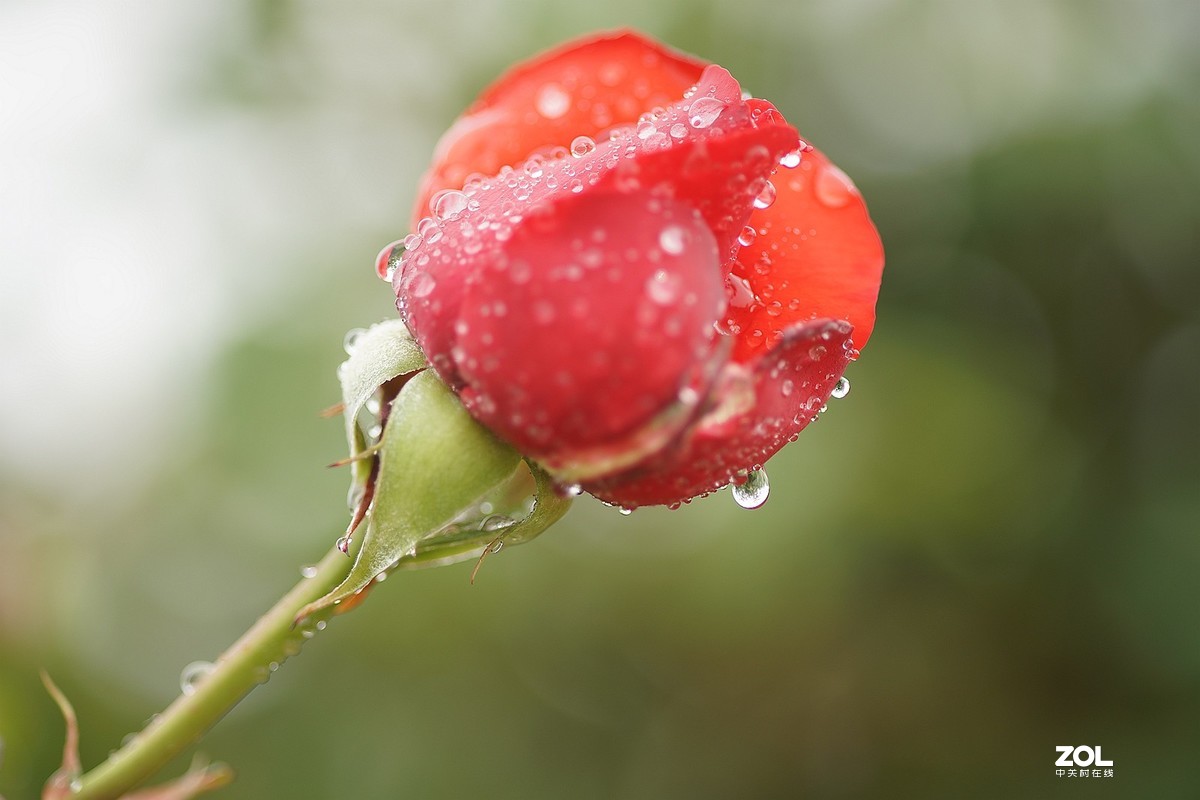 五一节日---月季花