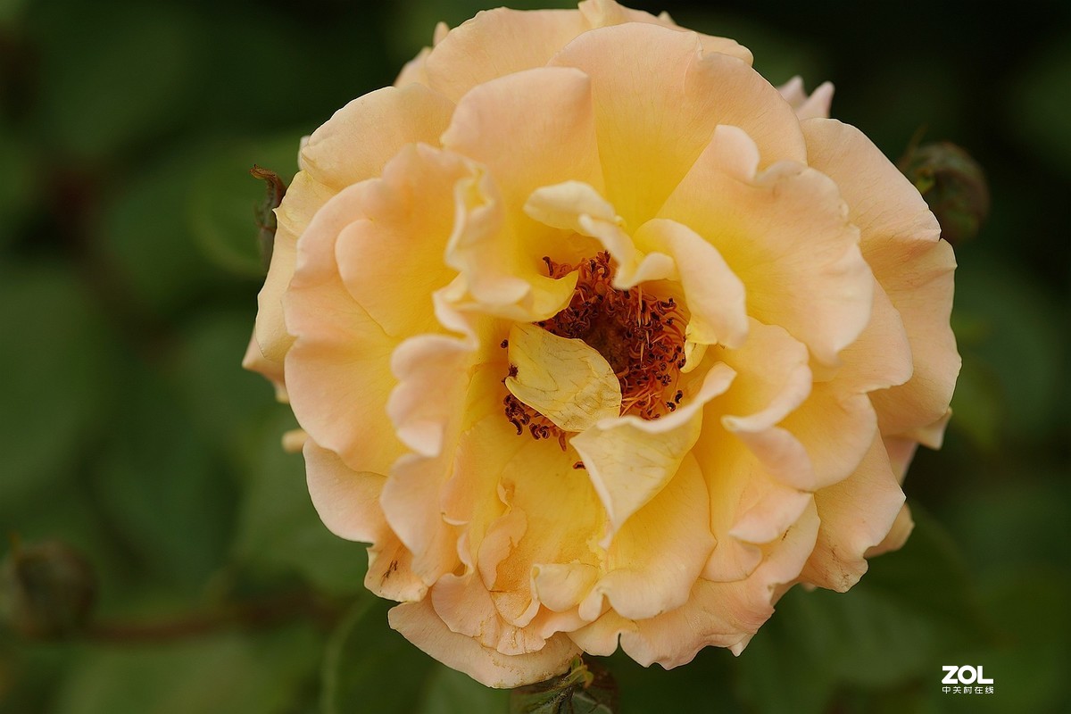 五一节日---月季花