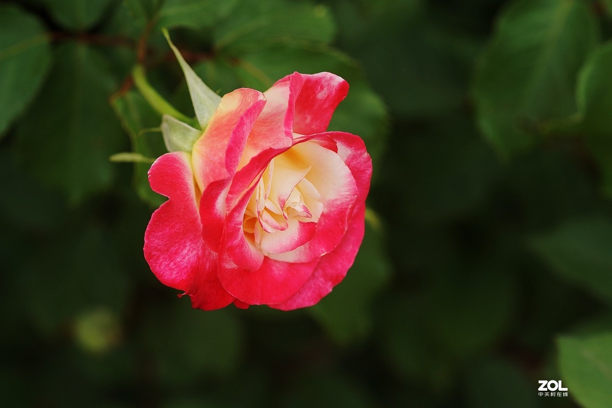 五一节日---月季花