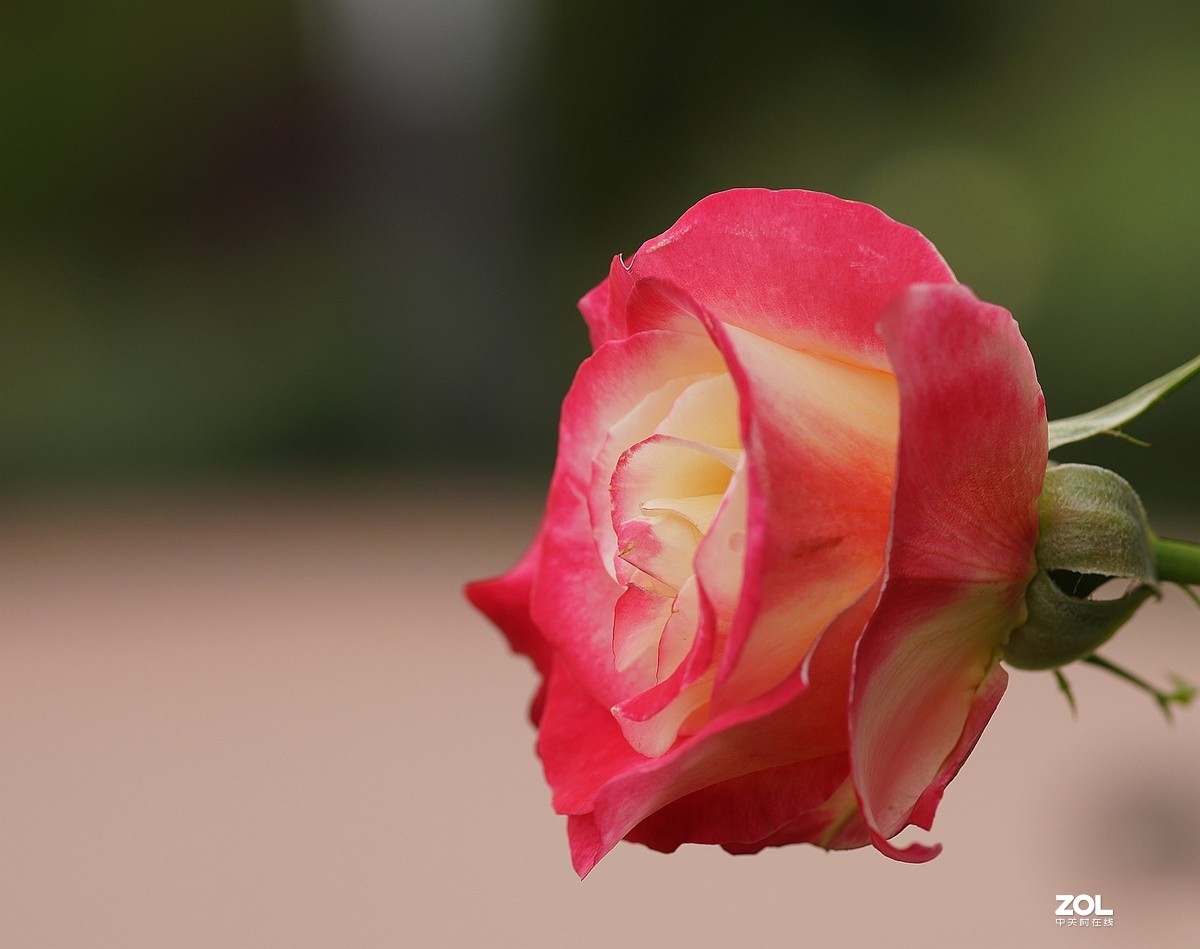 五一节日---月季花