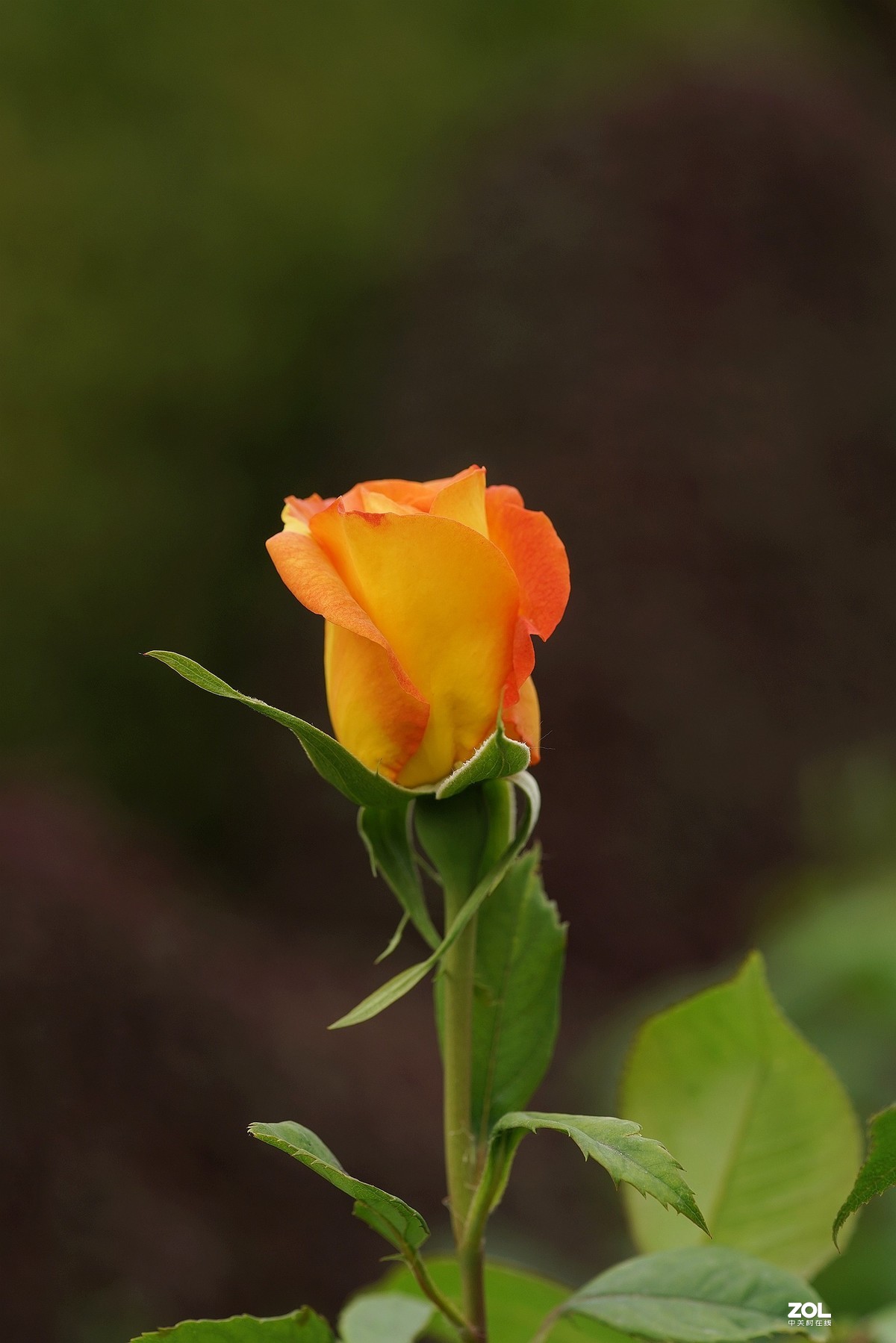 五一节日---月季花