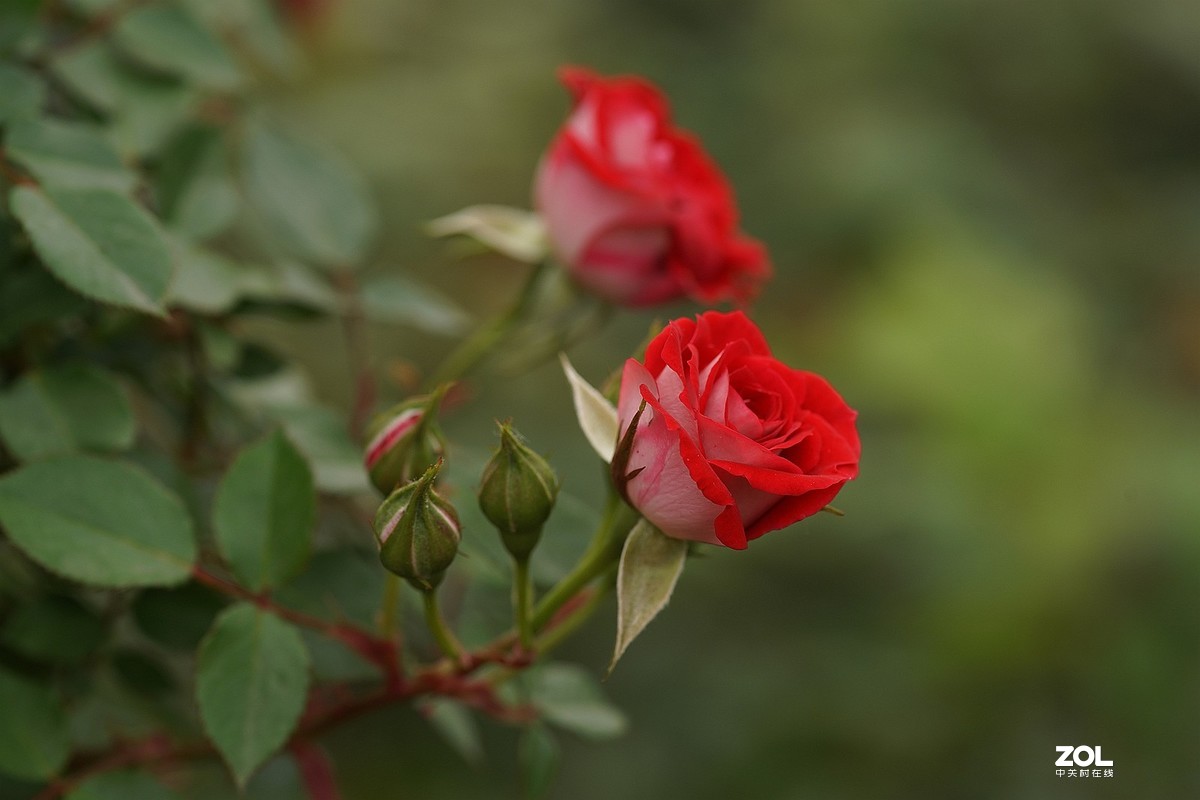 五一节日---月季花