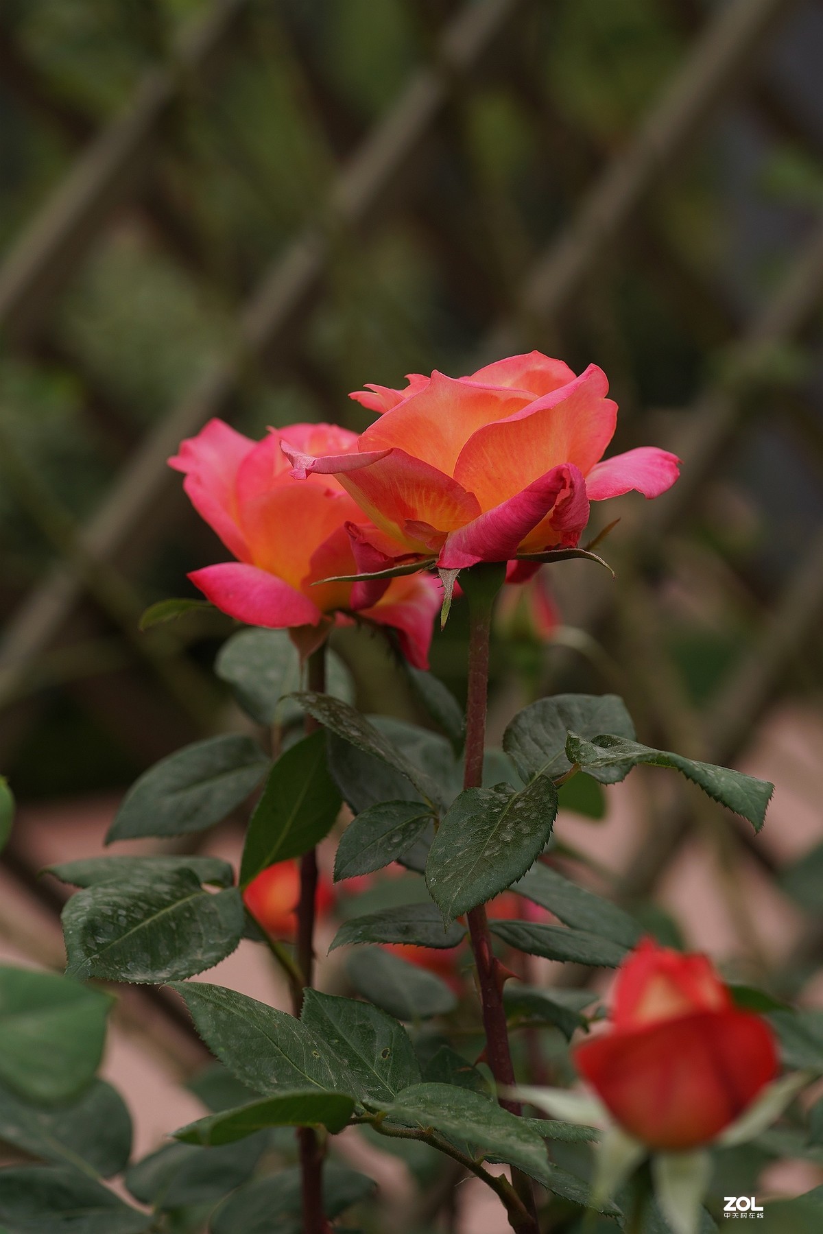 五一节日---月季花