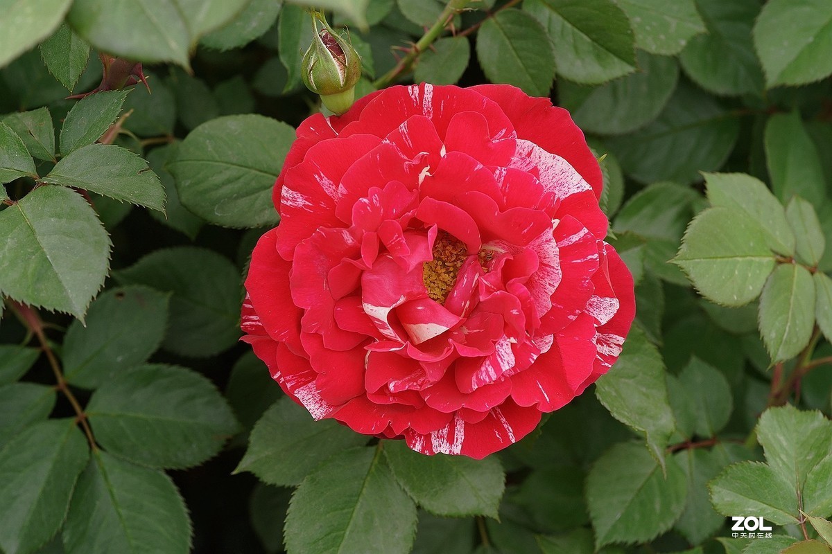 五一节日---月季花