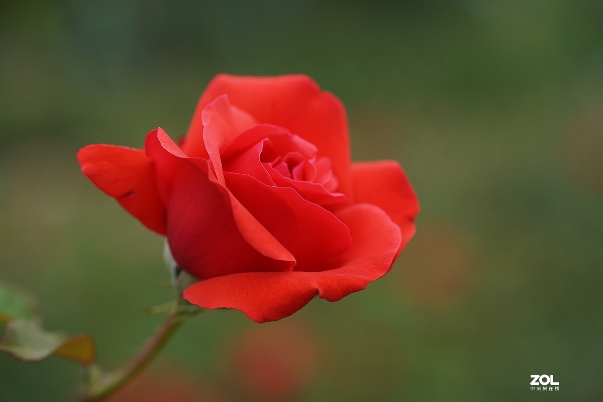 五一节日---月季花