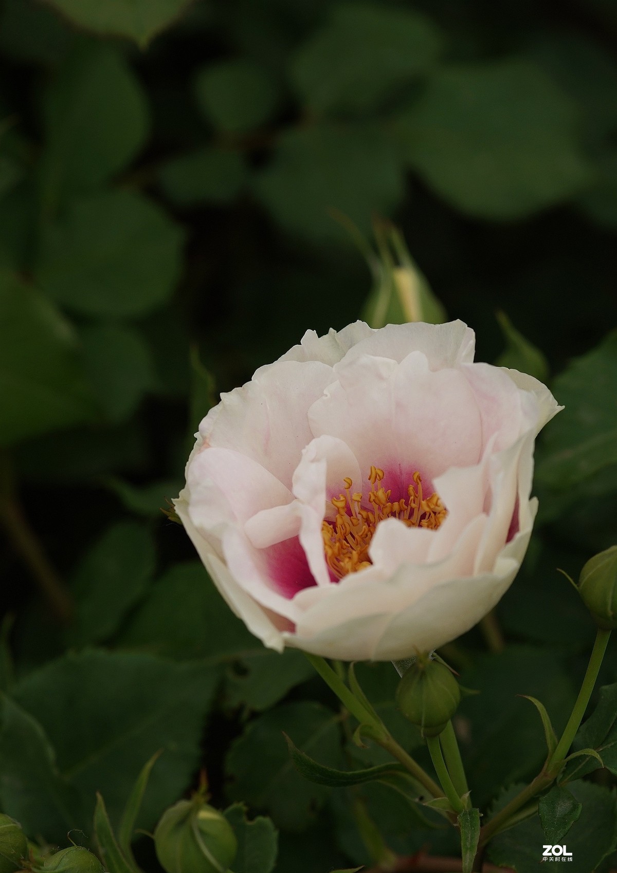 五一节日---月季花