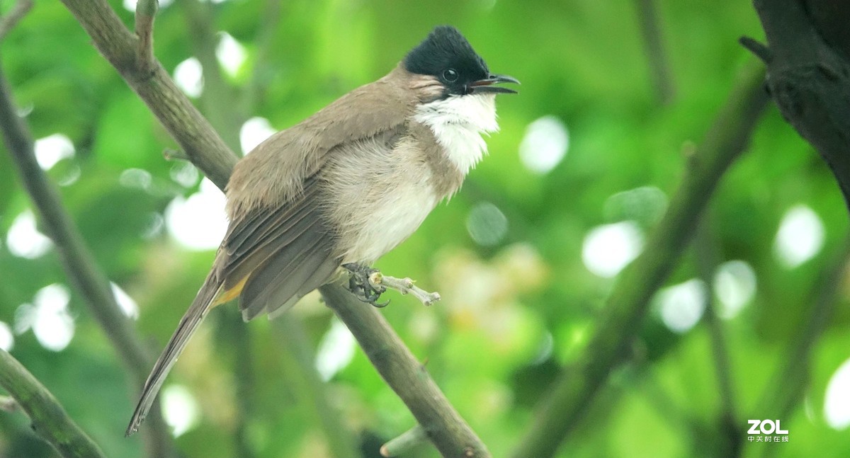 索尼黑卡拍鸟《10》