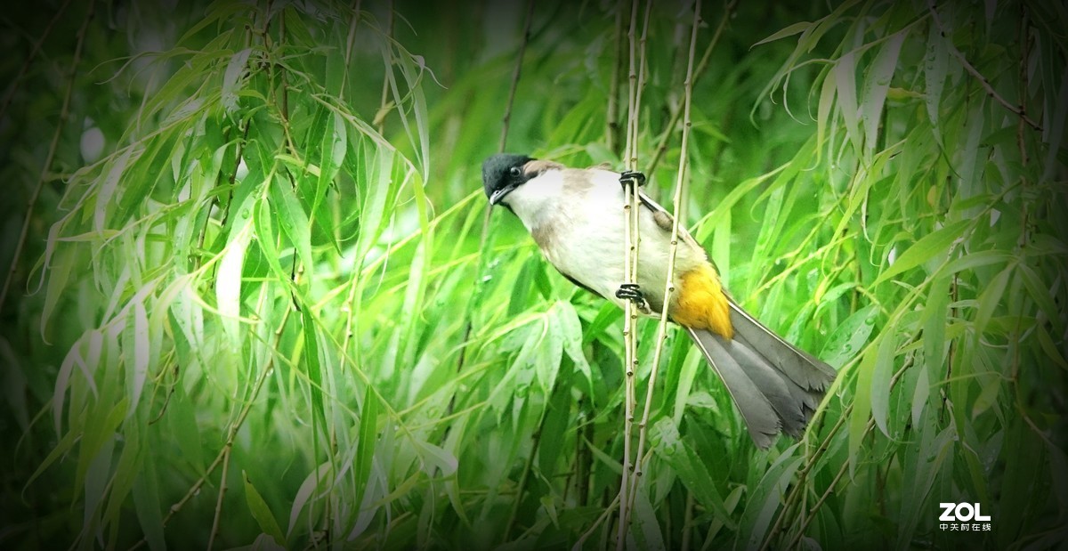 索尼黑卡拍鸟《10》