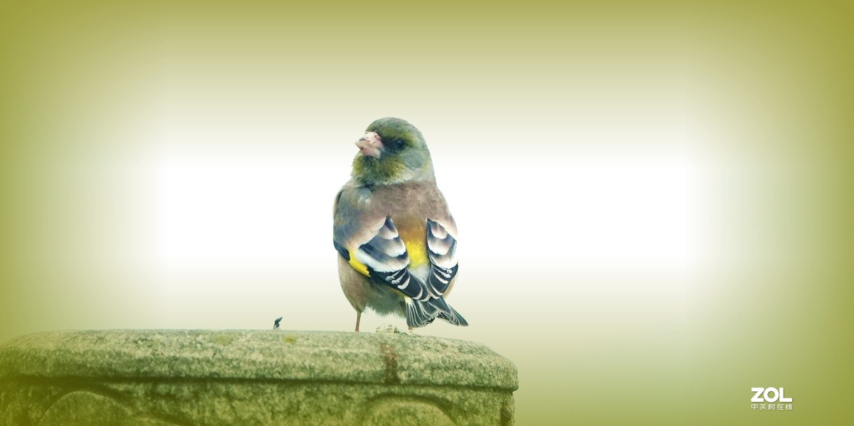 索尼黑卡拍鸟《10》