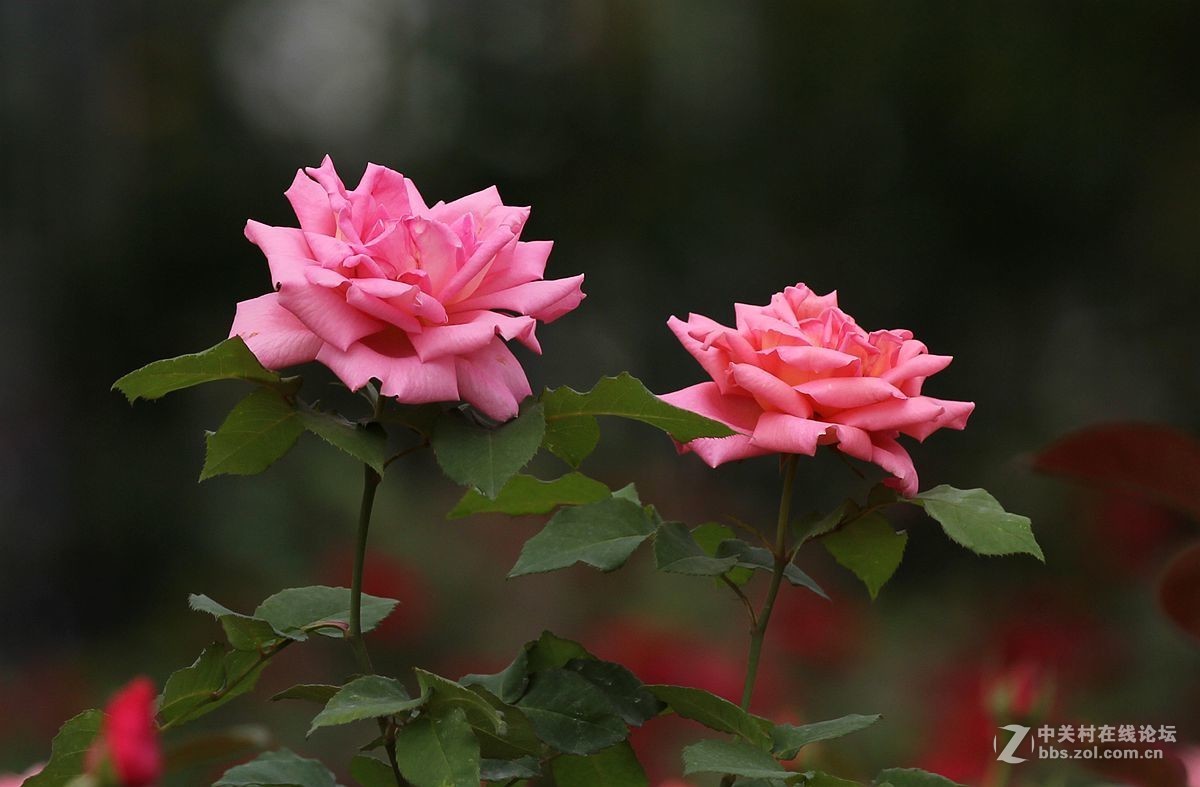 月季花的資料大全(月季花的資料大全和圖片)