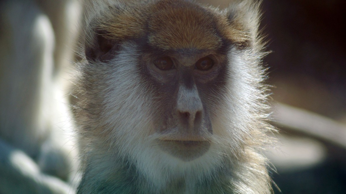 聪明灵巧的猴子