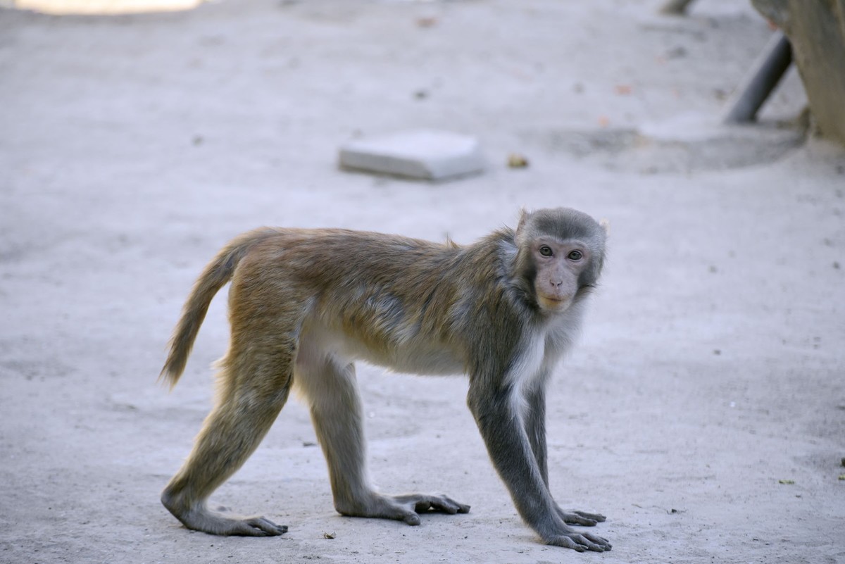 聪明灵巧的猴子