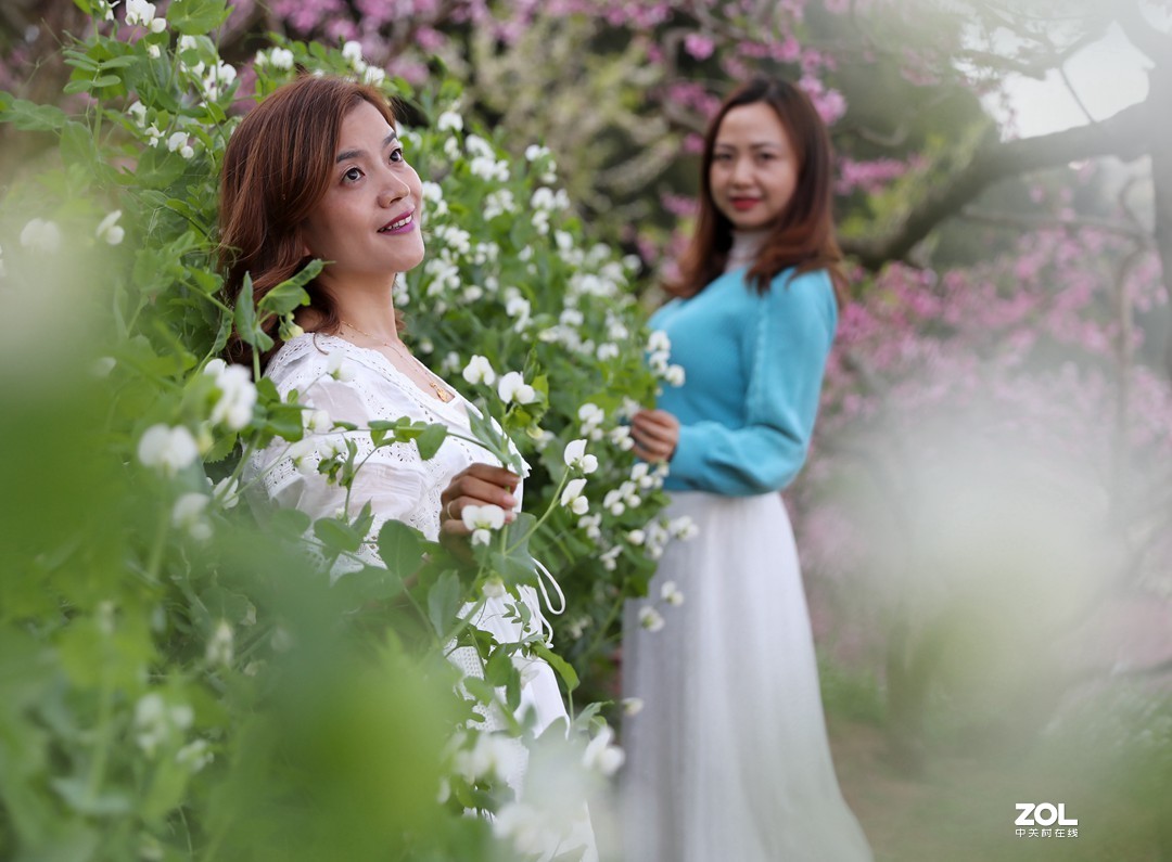 阳春三月桃花开