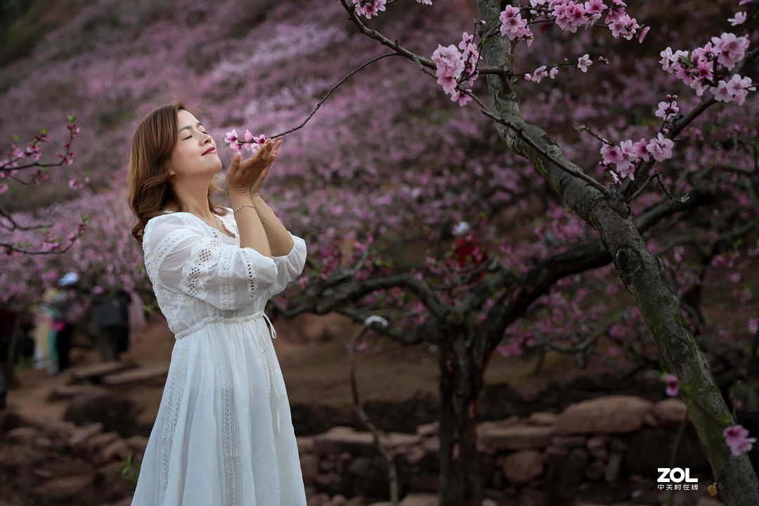 阳春三月桃花开