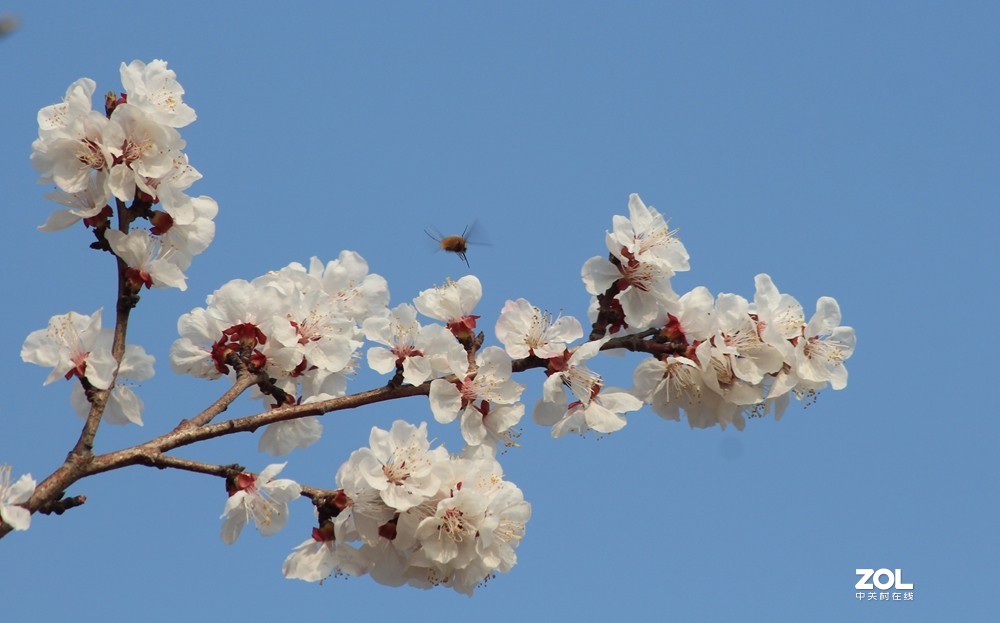 杏花闹春