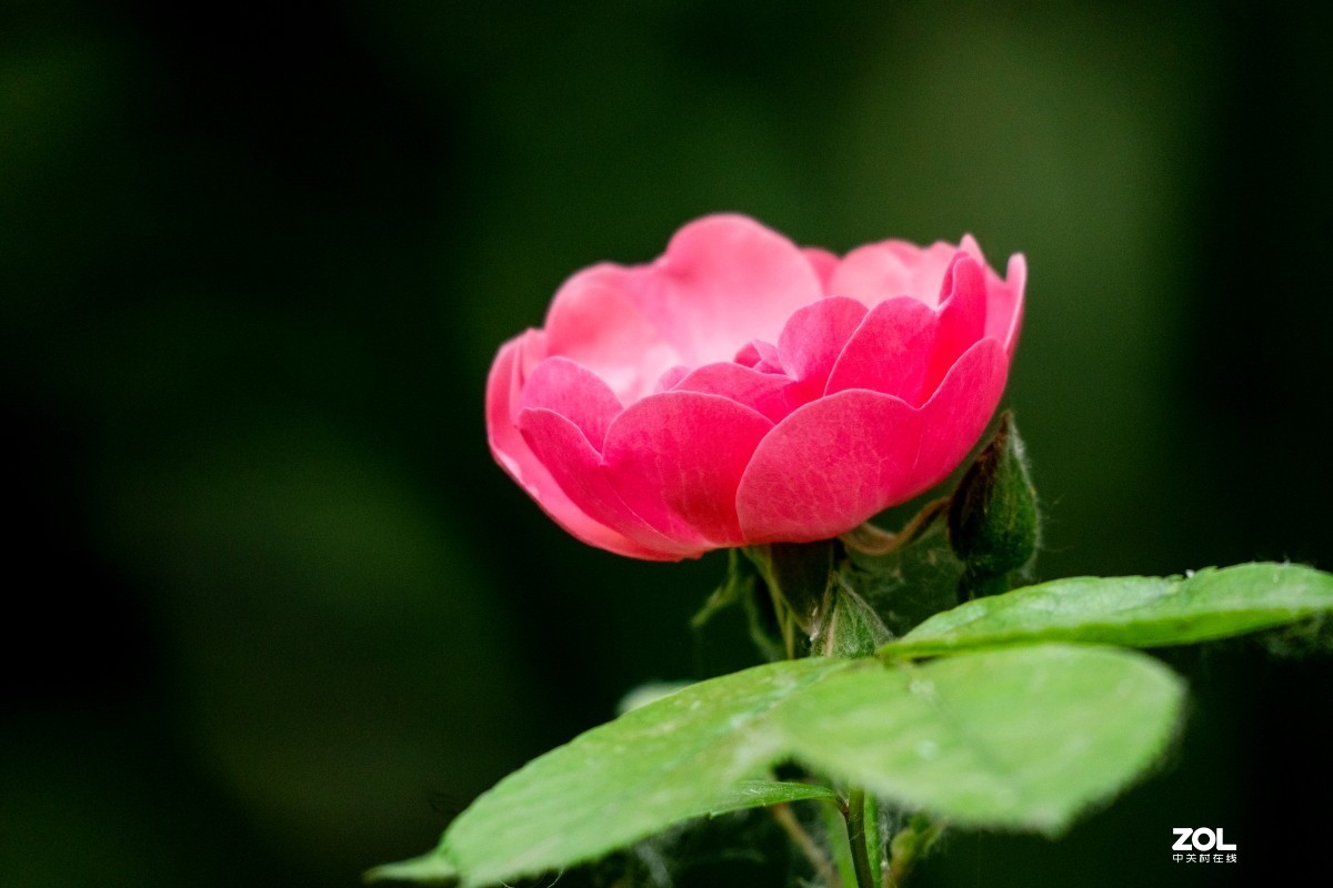 给索尼70-350添加人气，让大家看看这款镜头拍花的效果