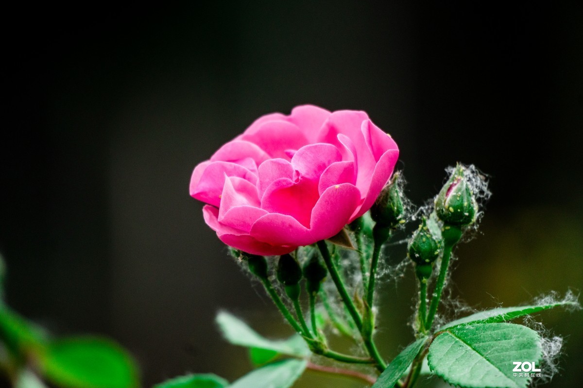 给索尼70-350添加人气，让大家看看这款镜头拍花的效果