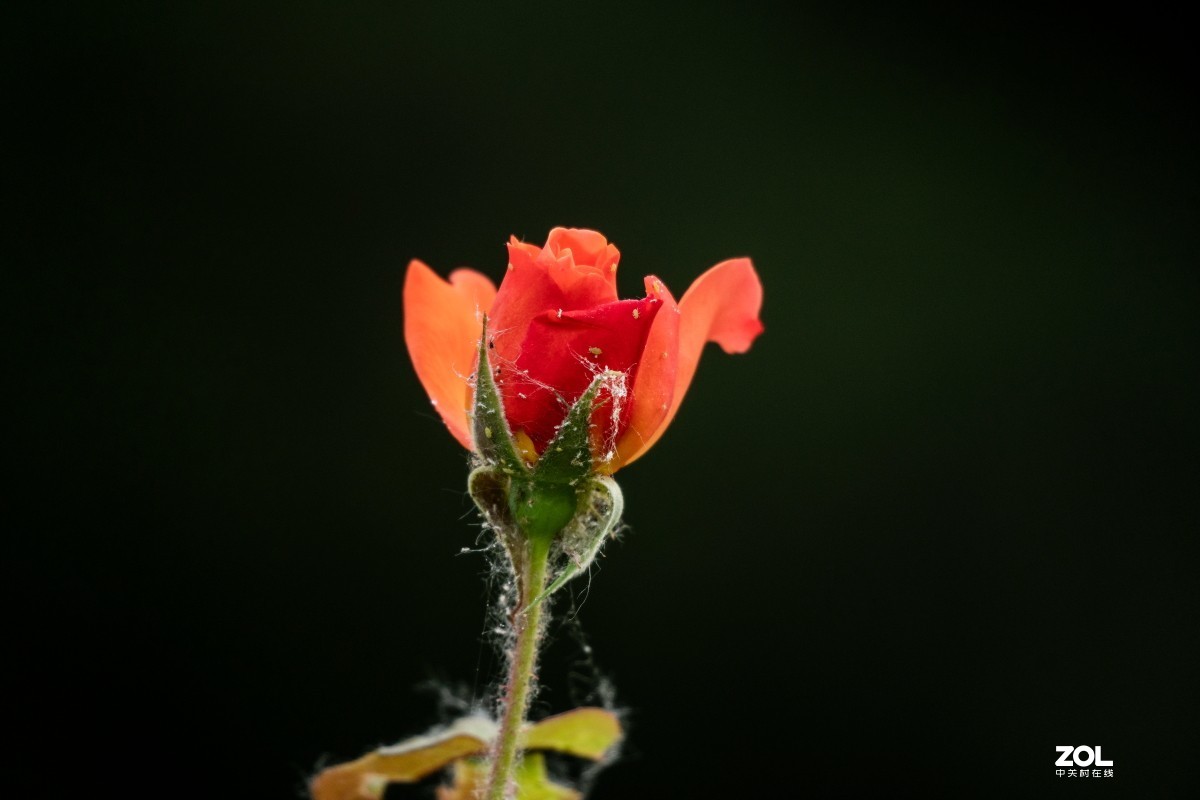 给索尼70-350添加人气，让大家看看这款镜头拍花的效果