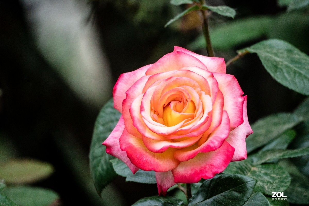 给索尼70-350添加人气，让大家看看这款镜头拍花的效果