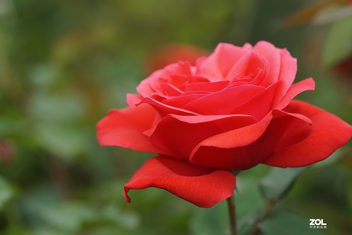 五一节日---月季花