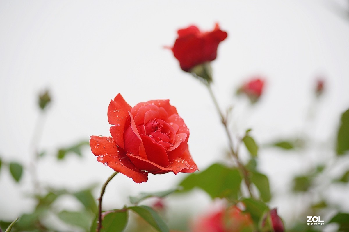 五一节日---月季花
