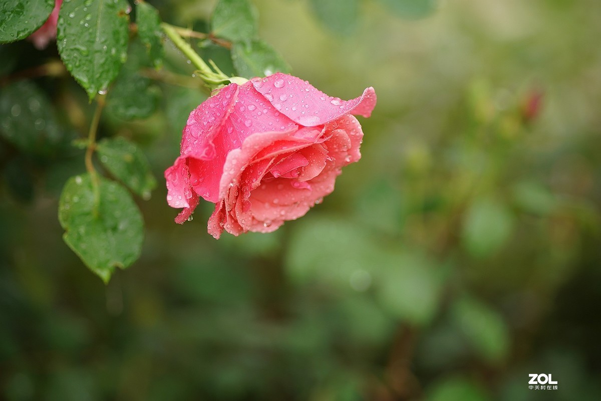 五一节日---月季花