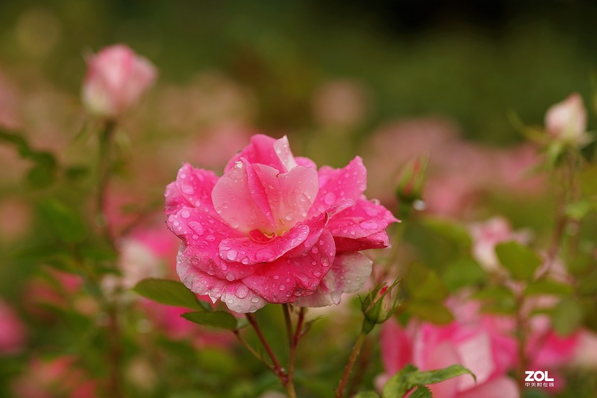 五一节日---月季花
