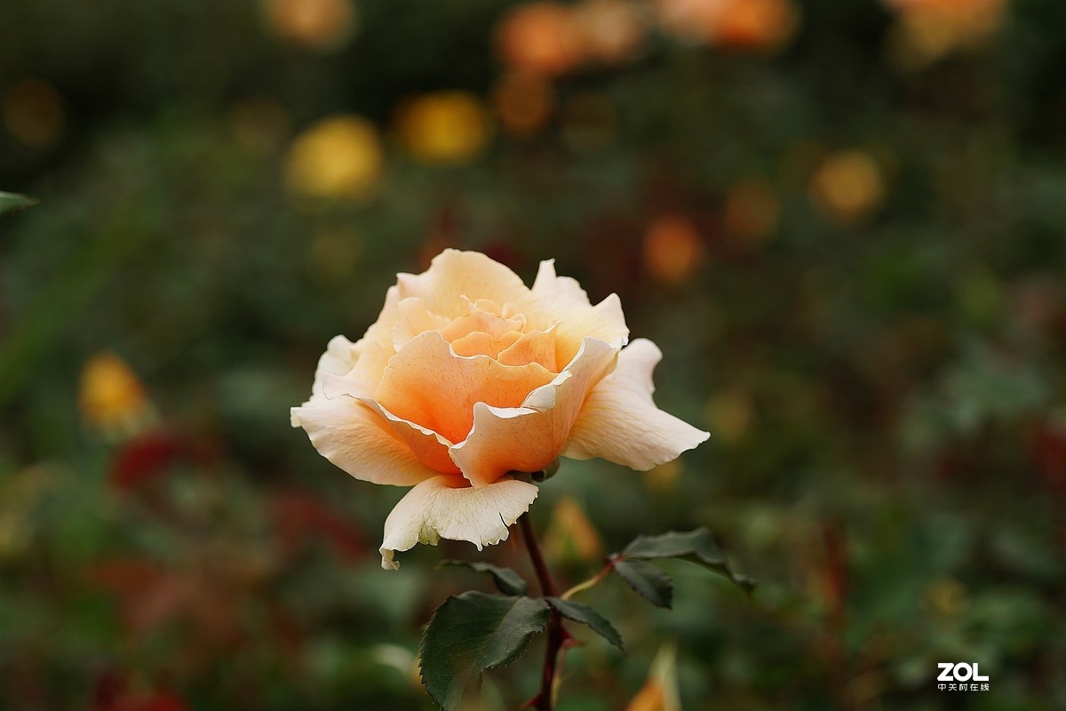 五一节日---月季花