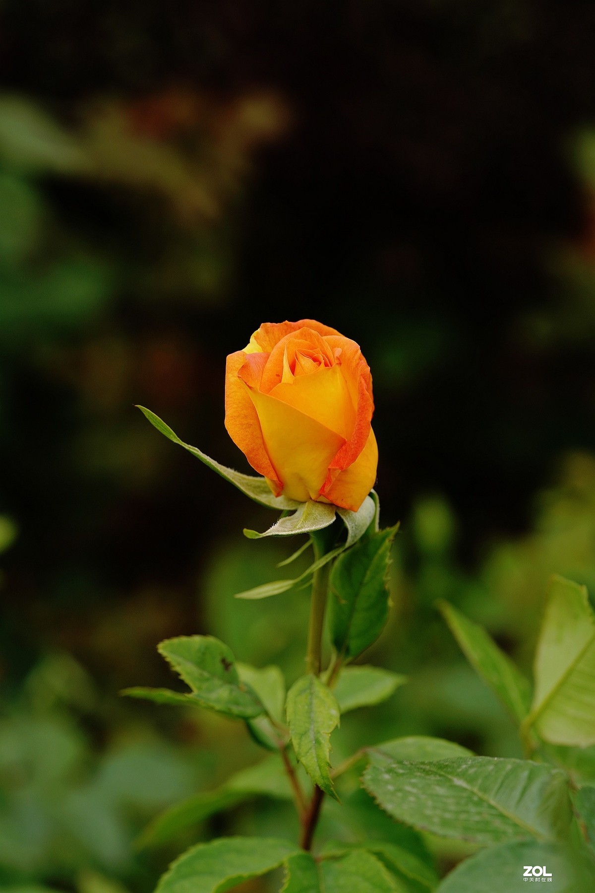 五一节日---月季花