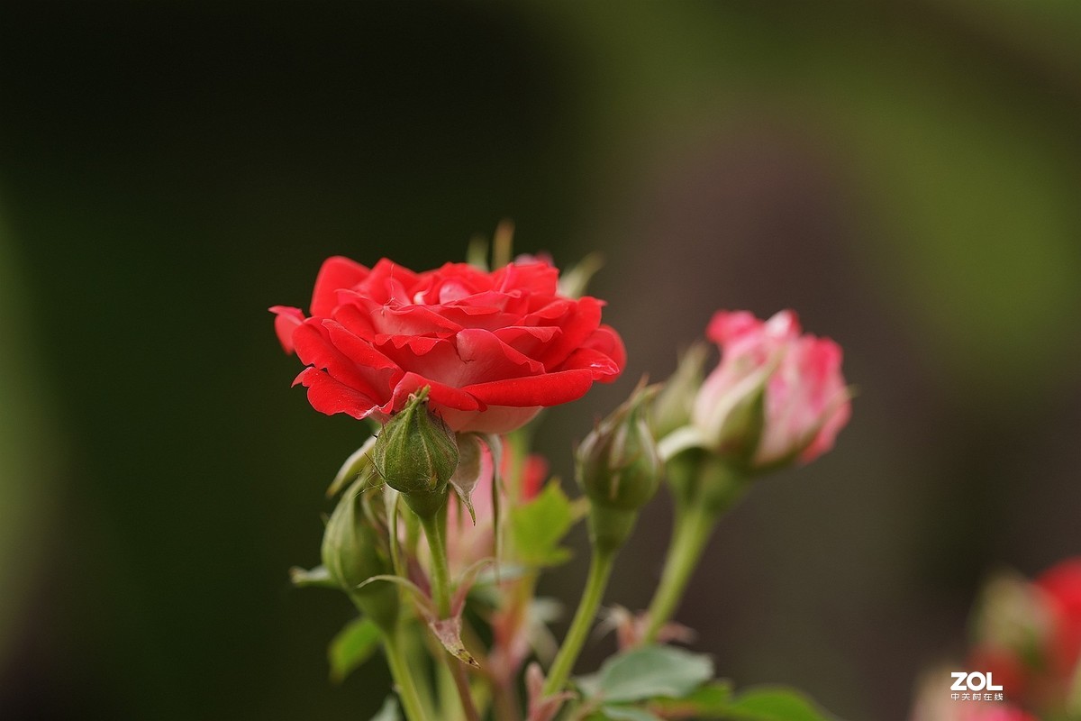五一节日---月季花