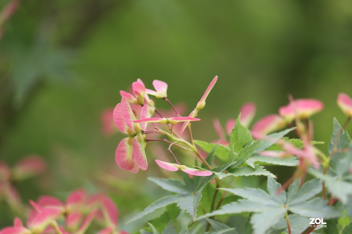 鸡爪槭的花也漂亮