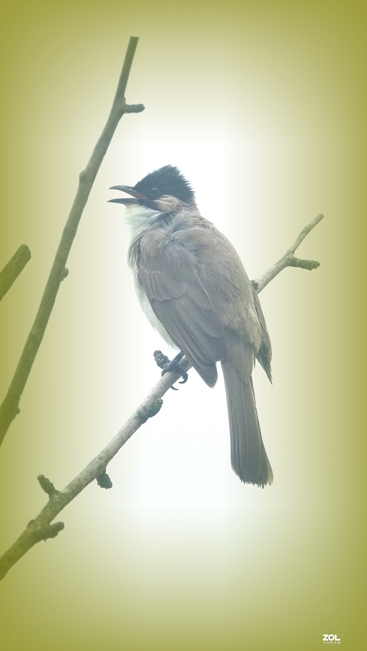 索尼黑卡拍鸟《10》