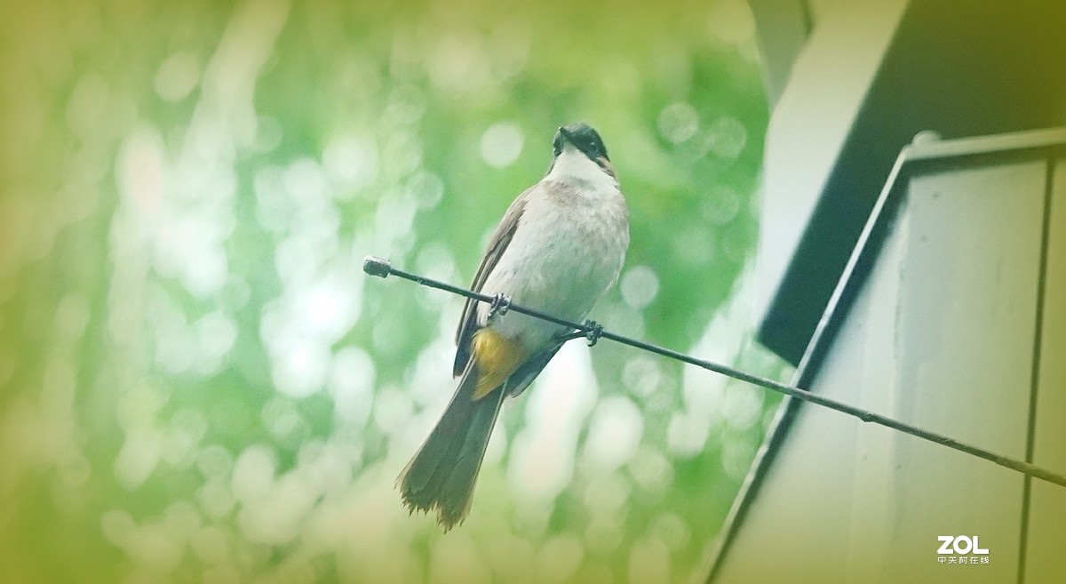 索尼黑卡拍鸟《10》