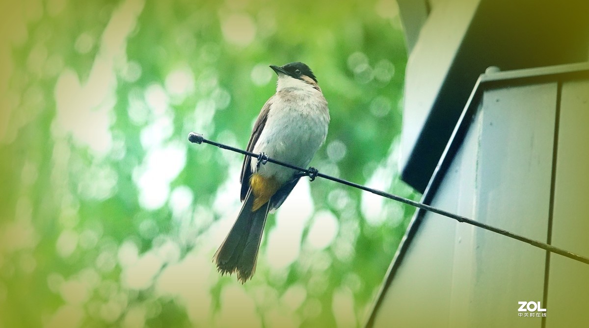 索尼黑卡拍鸟《10》