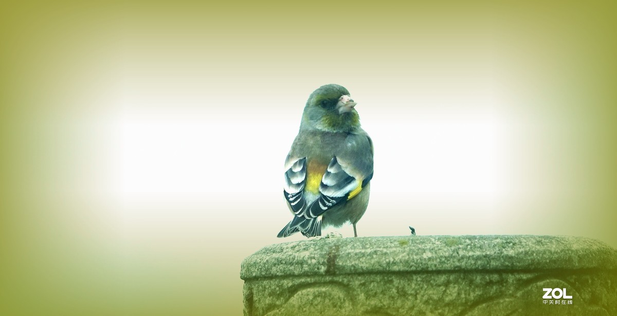 索尼黑卡拍鸟《10》