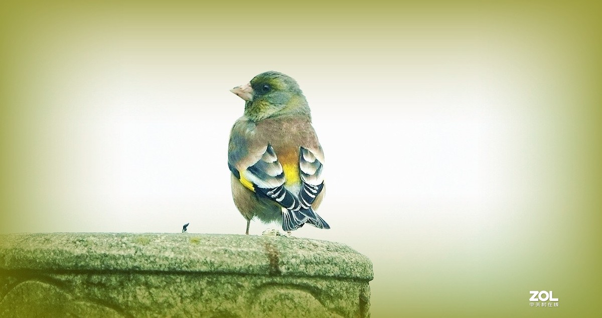 索尼黑卡拍鸟《10》