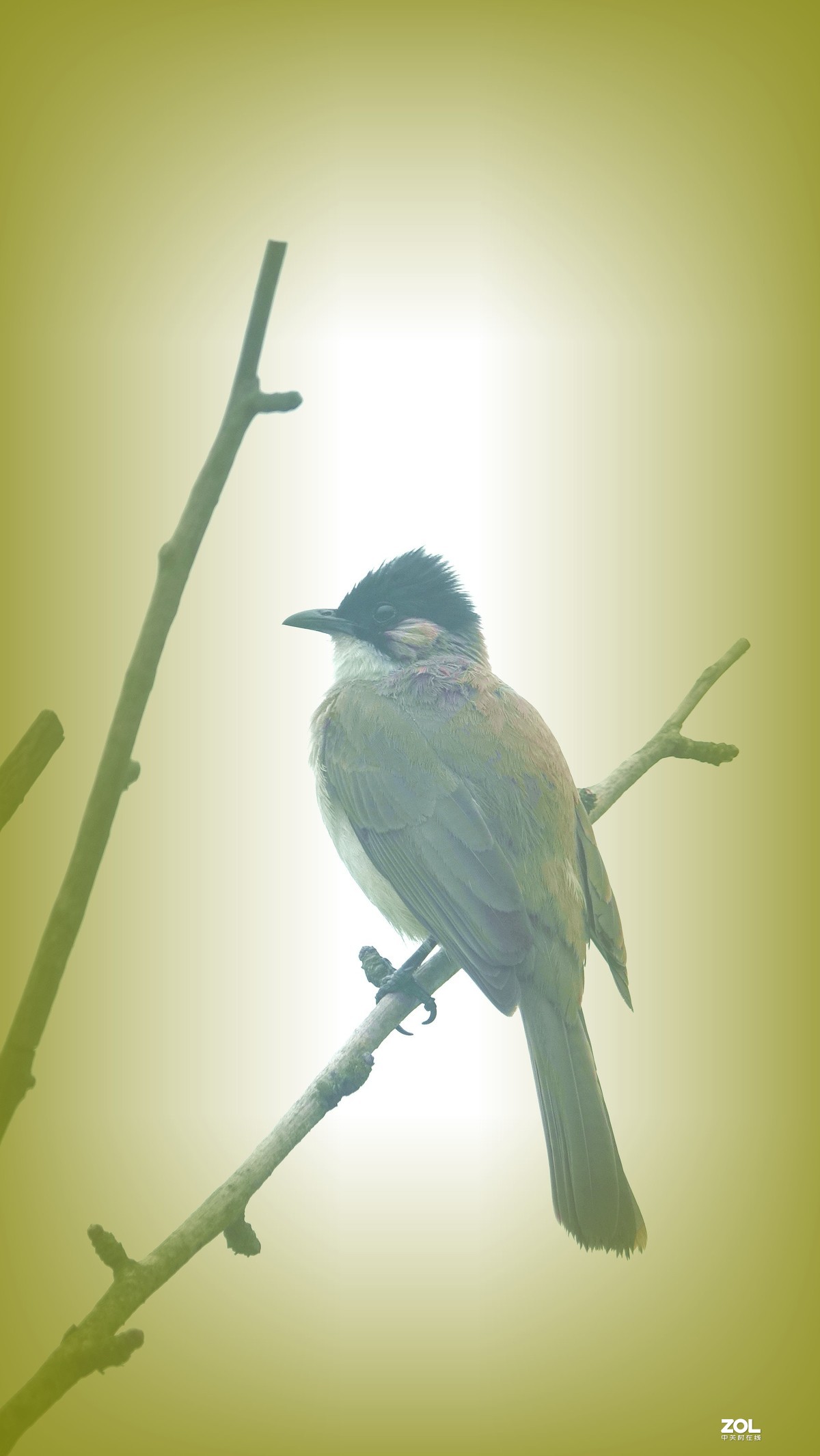 索尼黑卡拍鸟《10》