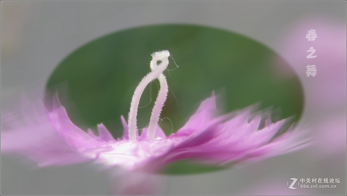 舞动花芯