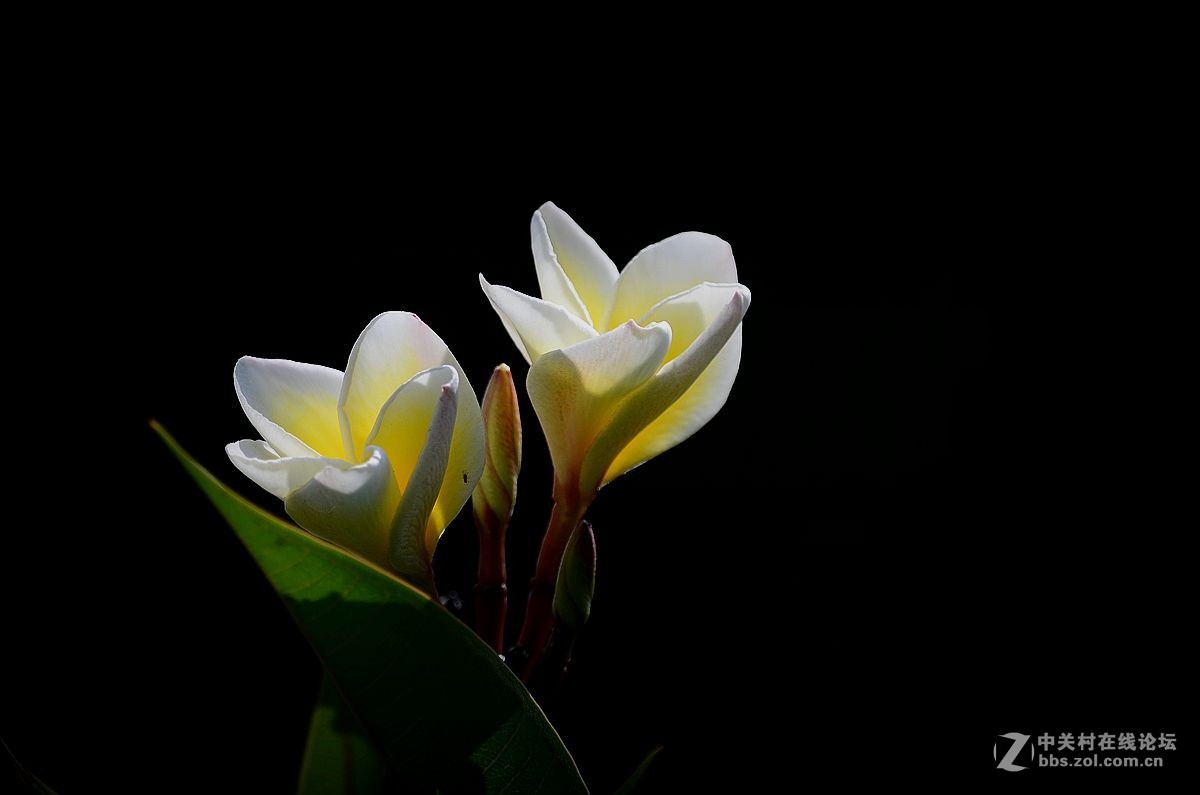 #尼康花卉作品赏析#【鸡蛋花】 （老阿推荐）