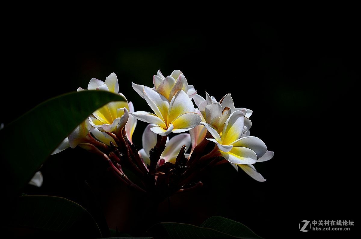 #尼康花卉作品赏析#【鸡蛋花】 （老阿推荐）