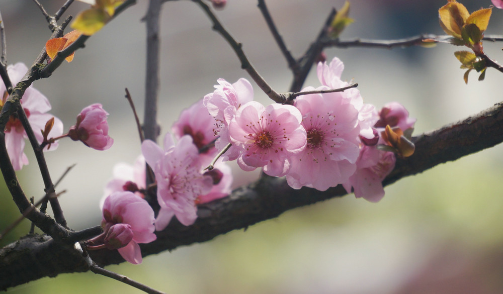 《春之韵》--55-210镜头试拍