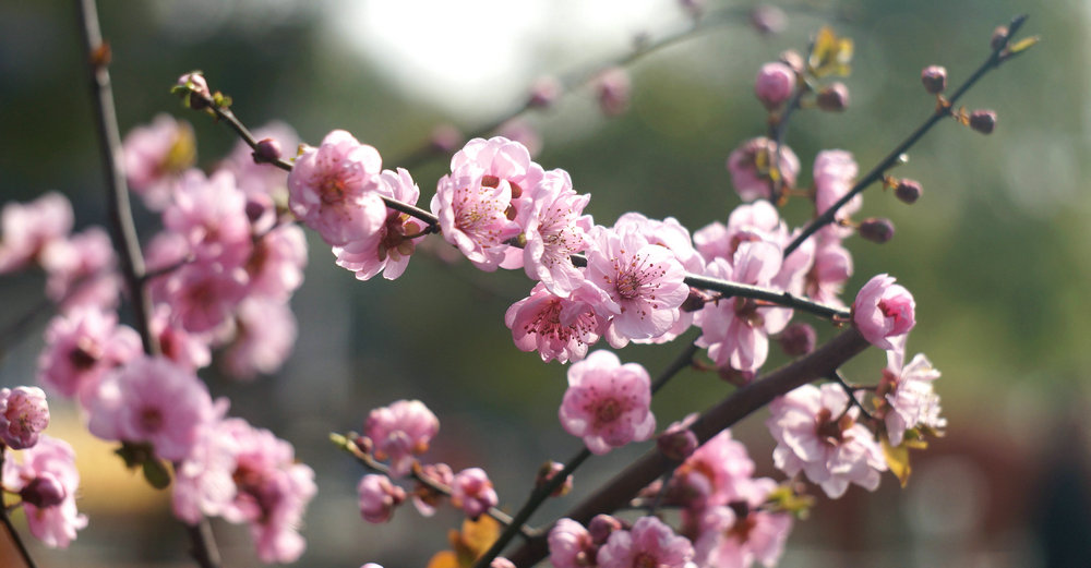 《春之韵》--55-210镜头试拍